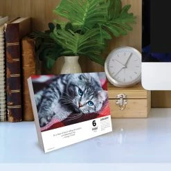 Top 10 🛒 2023 Cats Daily Box Calendar by Willow Creek Press ⌛ -Cheap Willow Creek Press Store D670294S 4