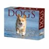 Promo 💯 2023 🦮 Dogs Daily Box Calendar by Willow Creek Press ✔️