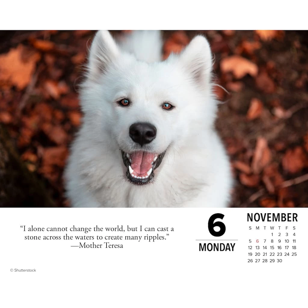 Promo ๐ฏ 2023 ๐ฆฎ Dogs Daily Box Calendar by Willow Creek Press โ๏ธ 3 Promo ๐ฏ 2023 ๐ฆฎ Dogs Daily Box Calendar by Willow Creek Press โ๏ธ - Image 3