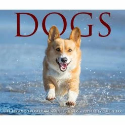 Promo ๐ฏ 2023 ๐ฆฎ Dogs Daily Box Calendar by Willow Creek Press โ๏ธ 11 Promo ๐ฏ 2023 ๐ฆฎ Dogs Daily Box Calendar by Willow Creek Press โ๏ธ -Cheap Willow Creek Press Store D670295S 5