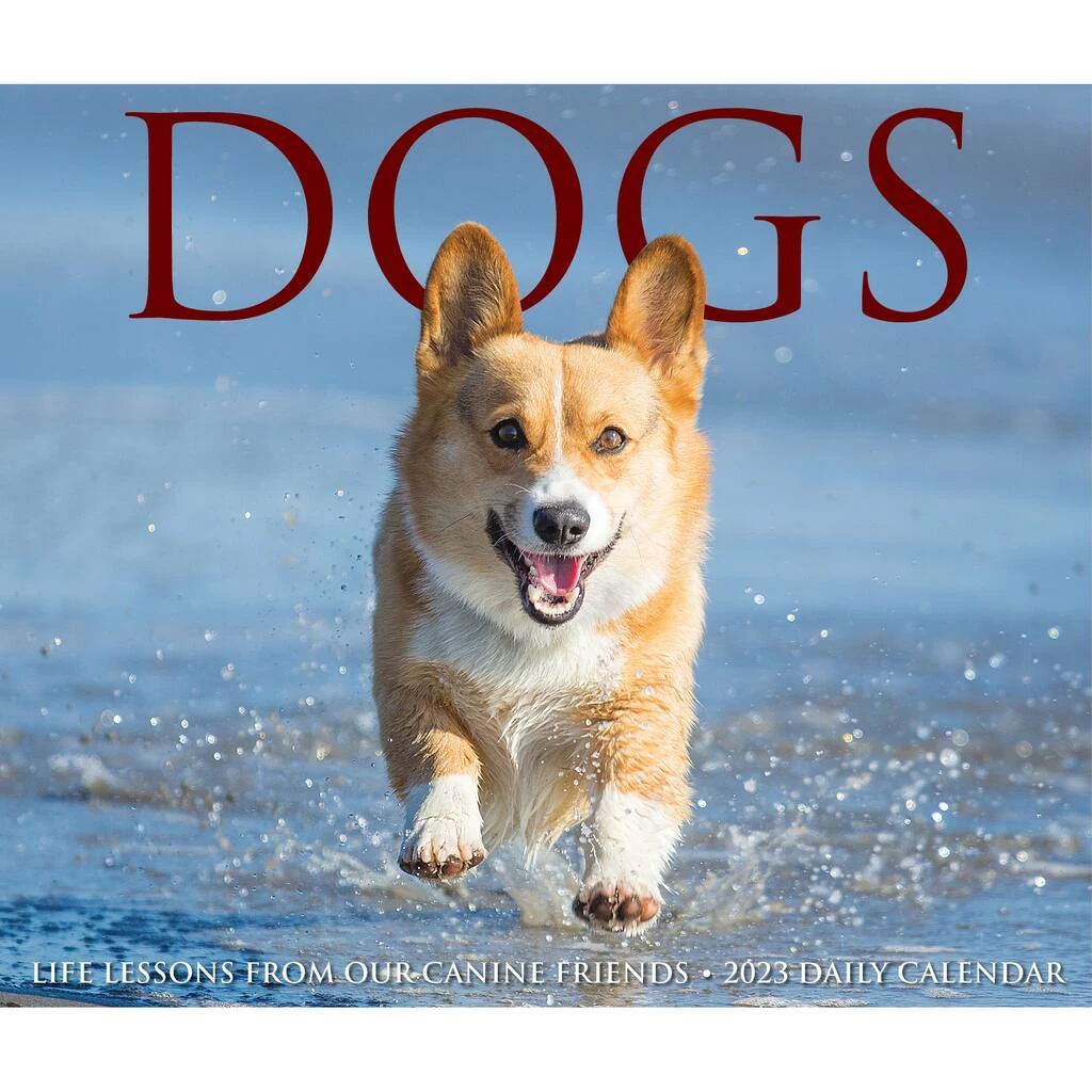 Promo ๐ฏ 2023 ๐ฆฎ Dogs Daily Box Calendar by Willow Creek Press โ๏ธ 5 Promo ๐ฏ 2023 ๐ฆฎ Dogs Daily Box Calendar by Willow Creek Press โ๏ธ - Image 5